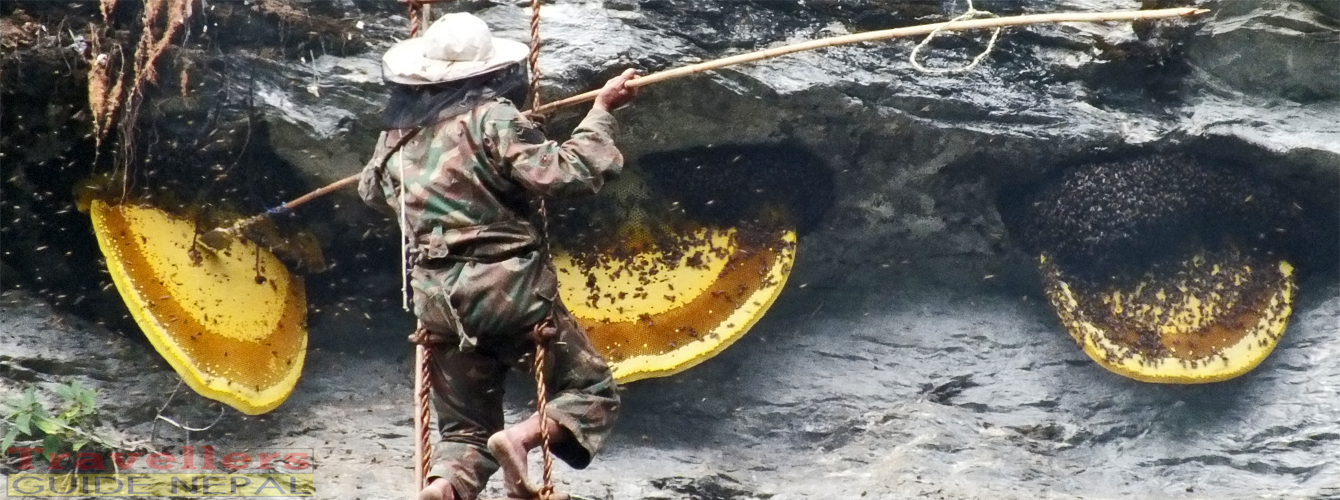Honey Hunting Karapu Hill Trekking