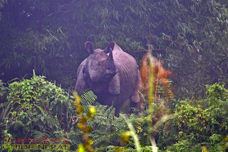 One-horned Rhinoceros, Chitwan National Park