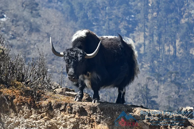 Yak< in lower Solukhumbu region 